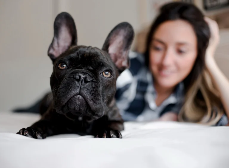 Stop buying cute beds your Frenchie ignores
