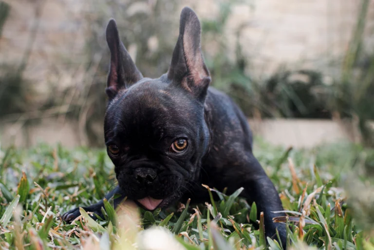 Toys that actually work for Frenchies with strong jaws