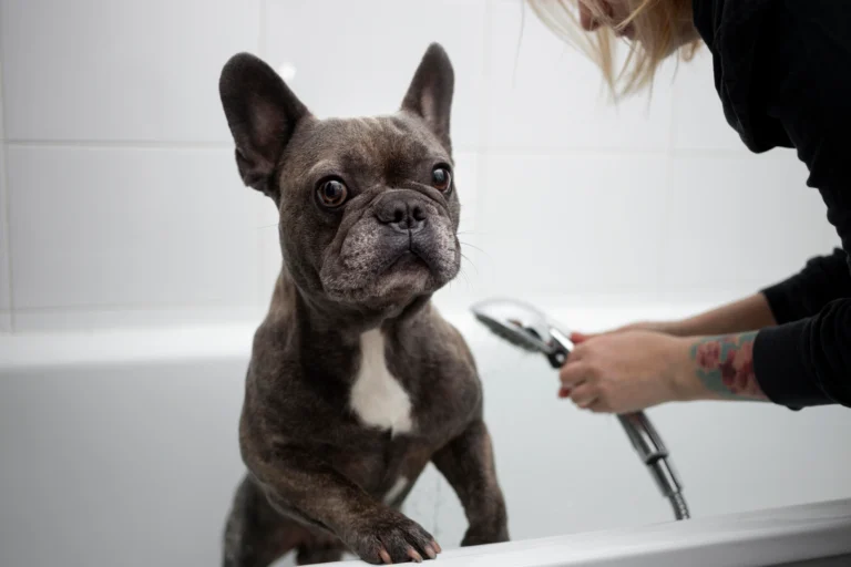 Finding the right shampoo for your Frenchie