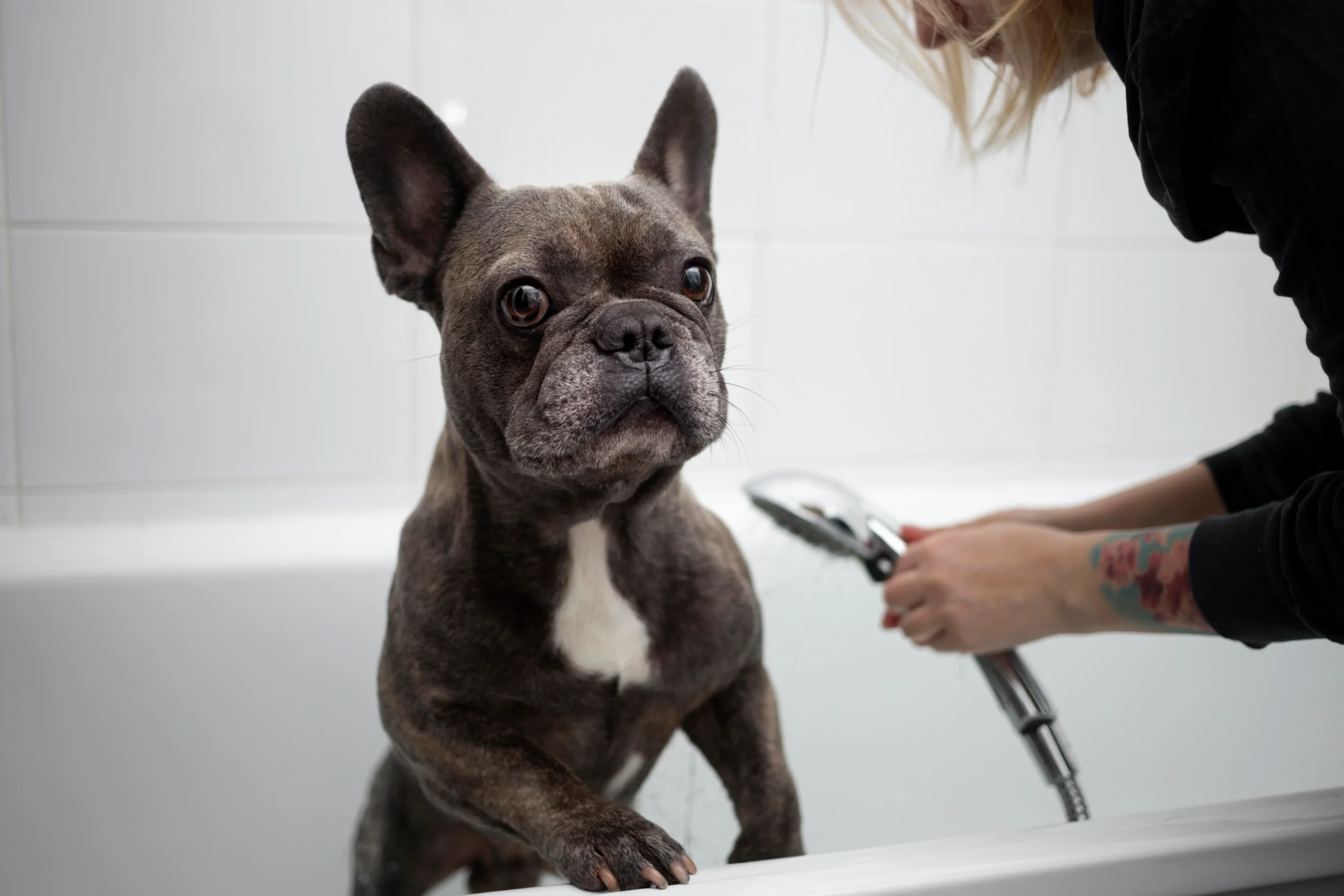 Finding the right shampoo for your Frenchie