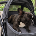 Nina resting in a roomy pet stroller on a shaded path