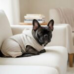 A French Bulldog resting on a couch in a cozy onesie