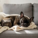 A French Bulldog sleeping curled up on a blanket