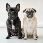 A French Bulldog and a pug sitting side by side
