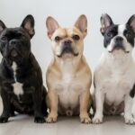 Three French Bulldogs in different coat colors