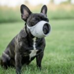 A French Bulldog in a soft breathable muzzle