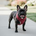 A French Bulldog in a well-fitted harness