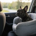 French Bulldog Nina in a booster car seat looking out the window