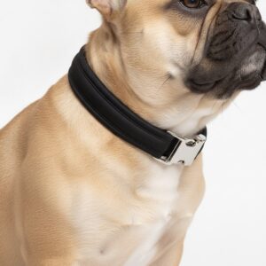 French Bulldog wearing a black padded leather collar on a white background
