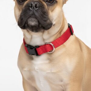French Bulldog wearing a red adjustable nylon collar on a white background
