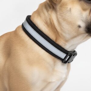 French Bulldog wearing a black and grey reflective padded collar on a white background