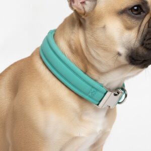 French Bulldog wearing a teal padded neoprene collar on a white background