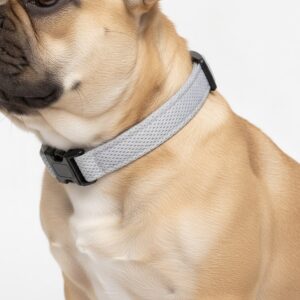 French Bulldog wearing a grey air mesh collar on a white background
