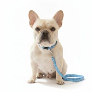 Collar & Leash Set