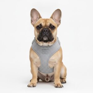 French Bulldog wearing a grey step-in air mesh harness on a white background