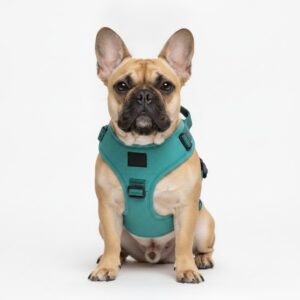 French Bulldog wearing a teal padded vest harness on a white background