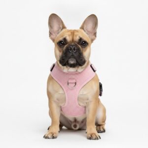 French Bulldog wearing a pink soft mesh step-in harness on a white background