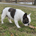 White and brindle pied French Bulldog sniffing a leaf, showing irregular colored patches on a mostly white coat