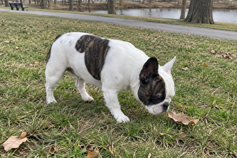 White and brindle pied French Bulldog sniffing a leaf, showing irregular colored patches on a mostly white coat