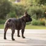 Rear view of a French Bulldog showing its naturally short tail