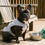 French Bulldog Nina wearing a gray cooling vest on a sunny wooden porch