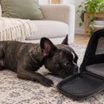 Nina resting beside an open carrier backpack in the living room