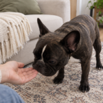 Brindle French Bulldog sniffing an offered hand beside a cream sofa