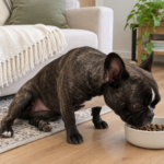 Nina sniffing her food bowl on the floor beside the cream sofa