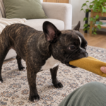 Nina holding a soft tug toy during gentle supervised play