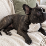 Nina relaxing on a cream throw and looking toward someone off camera