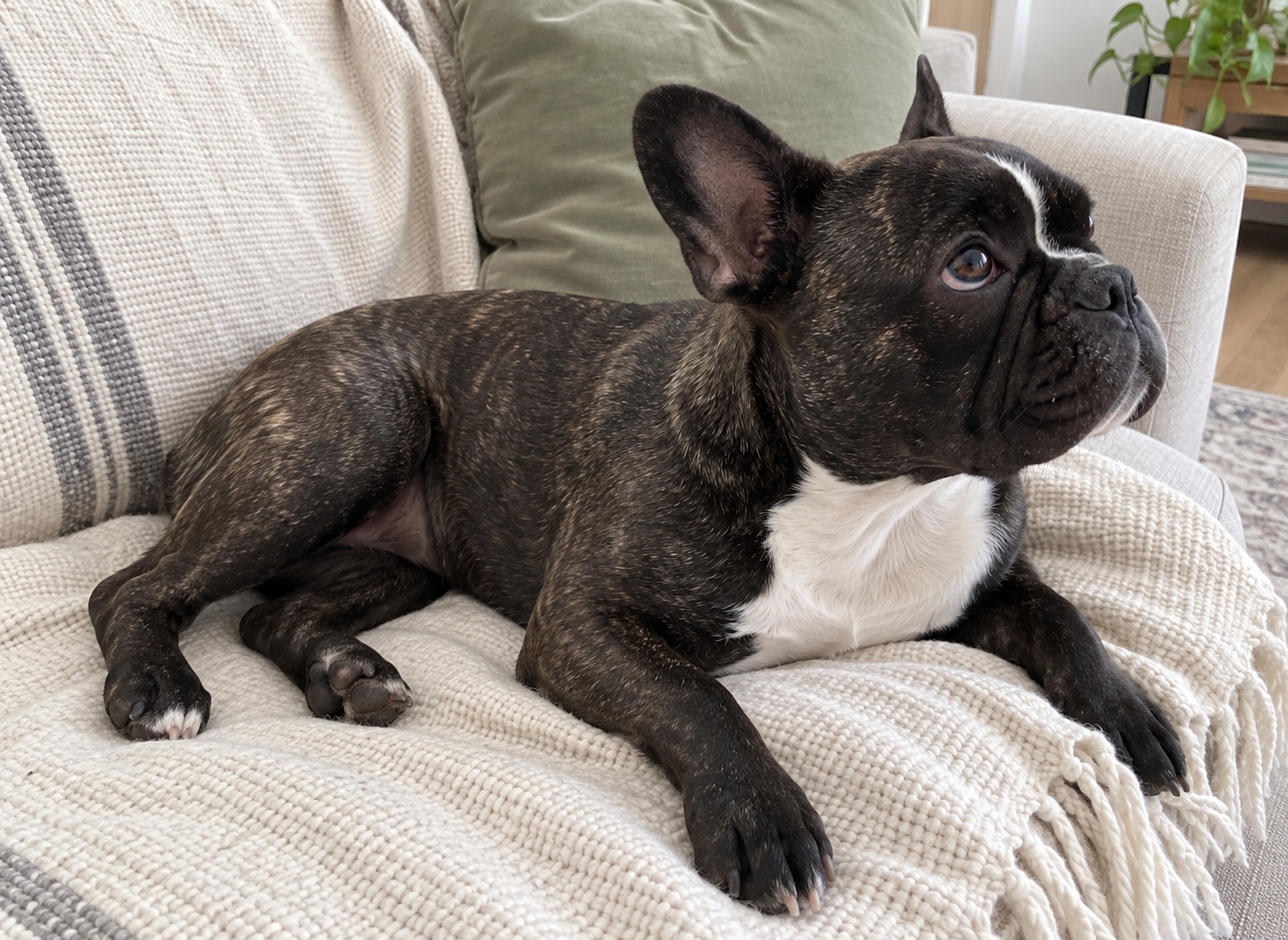 Nina relaxing on a cream throw and looking toward someone off camera