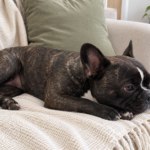 Nina resting her head on her paws on a cream sofa