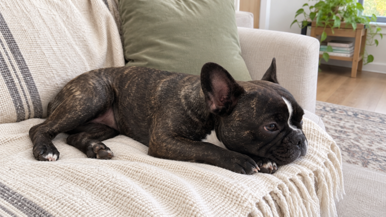 Nina resting her head on her paws on a cream sofa