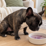 Generated illustration of brindle Nina looking toward a low bowl of blueberry-tinted water beside her cream sofa