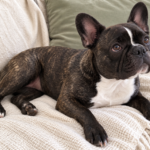 Generated illustration of brindle Nina resting on a cream throw with her head raised.