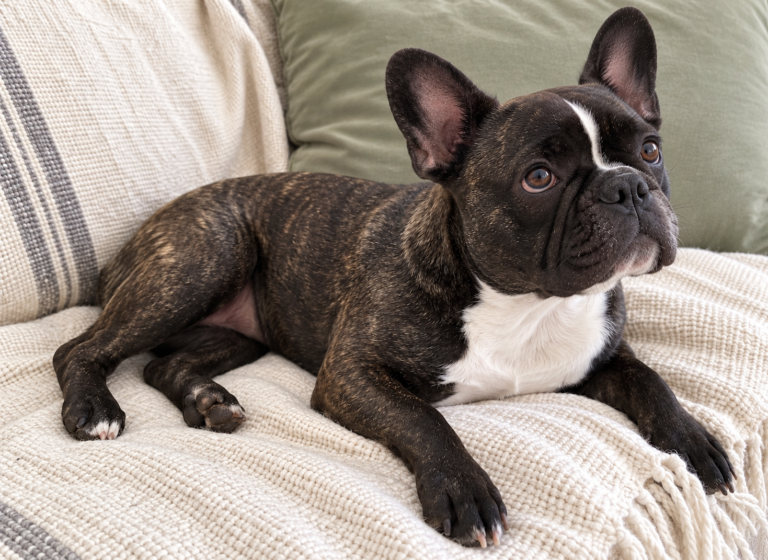 Generated illustration of brindle Nina resting on a cream throw with her head raised.