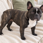 Generated illustration of brindle Nina standing on a cream throw and looking toward the camera.