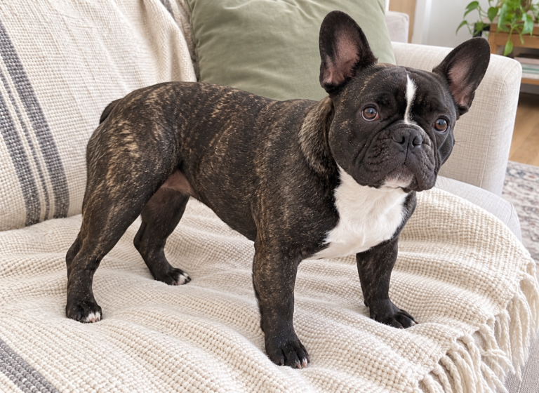Generated illustration of brindle Nina standing on a cream throw and looking toward the camera.