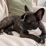 Nina resting calmly with crossed front paws on the sofa, with a rubber chew toy set to one side.