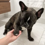 An owner gently supports Nina's front paw for a routine check on the bathroom mat.