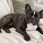 Generated illustration of brindle Nina resting on her cream throw and looking toward the camera.