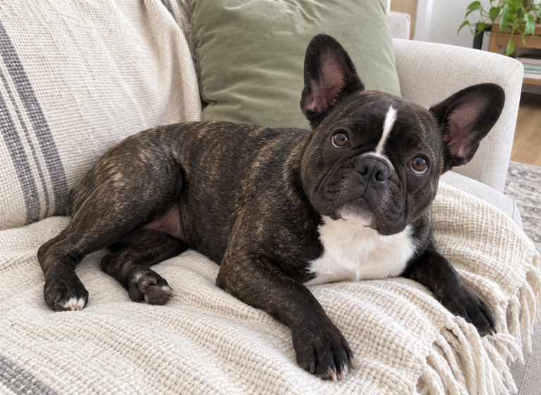 Generated illustration of brindle Nina resting on her cream throw and looking toward the camera.