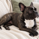 Generated illustration of brindle Nina resting with loosely crossed front paws.
