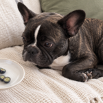 Nina curled on the cream sofa watching a saucer with two blueberries cut in half.