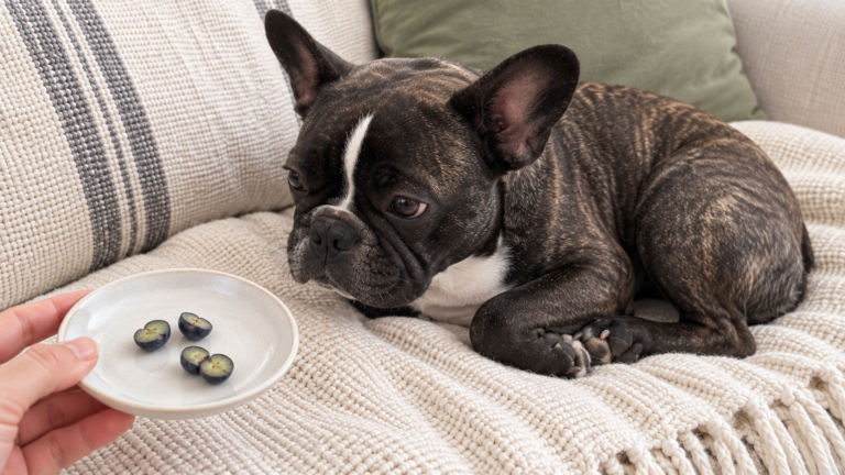 Nina curled on the cream sofa watching a saucer with two blueberries cut in half.