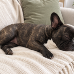 Editorial illustration of Nina sleeping on her side on a cream sofa with her mouth closed.