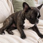 Generated illustration of brindle Nina sitting loosely on her cream sofa.