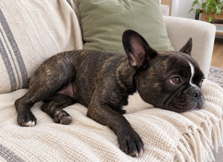 Generated illustration of Nina resting on her cream throw.