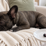 AI-generated editorial illustration of Nina on a cream sofa beside a hand-held saucer with two small blackberry halves.