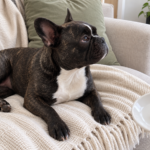 AI-generated editorial illustration of Nina on a cream sofa beside a hand-held saucer with three tiny plain cooked carrot pieces.